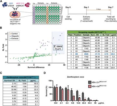 Synthetic Lethal Activity of Benzophenanthridine Alkaloids From Zanthoxylum coco Against BRCA1-Deficient Cancer Cells